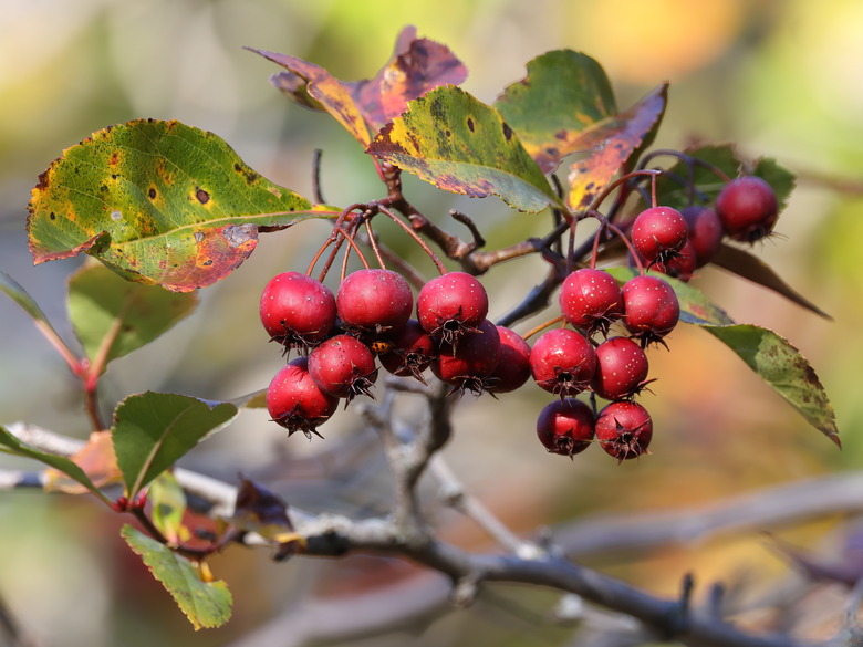 The red berries of a cockspur hawthorn Crataegus crus-galli shrub.