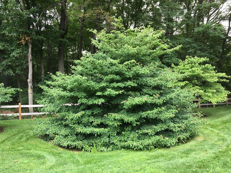 A large pagoda dogwood Cornus alternifolia shrub encircled by green grass.