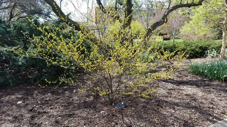 A healthy spice bush Lindera benzoin surrounded by other plants.