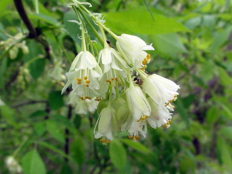 Flowery white blooms of the American bladdernut Staphylea trifolia.