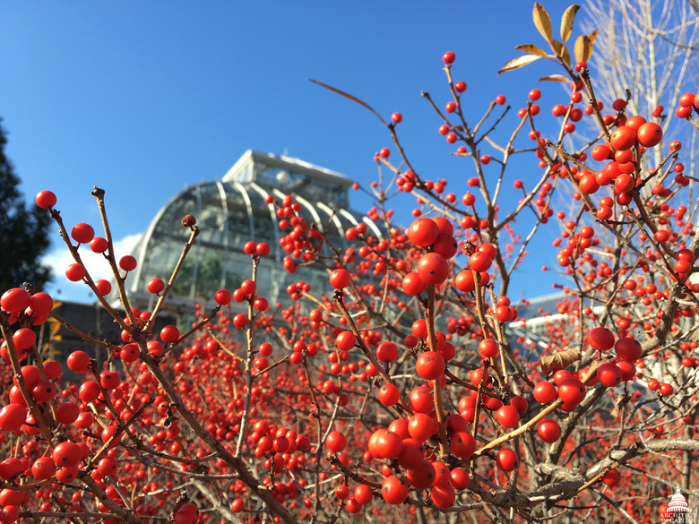 A great wealth of red common winterberries Ilex verticillata growing on their branches.