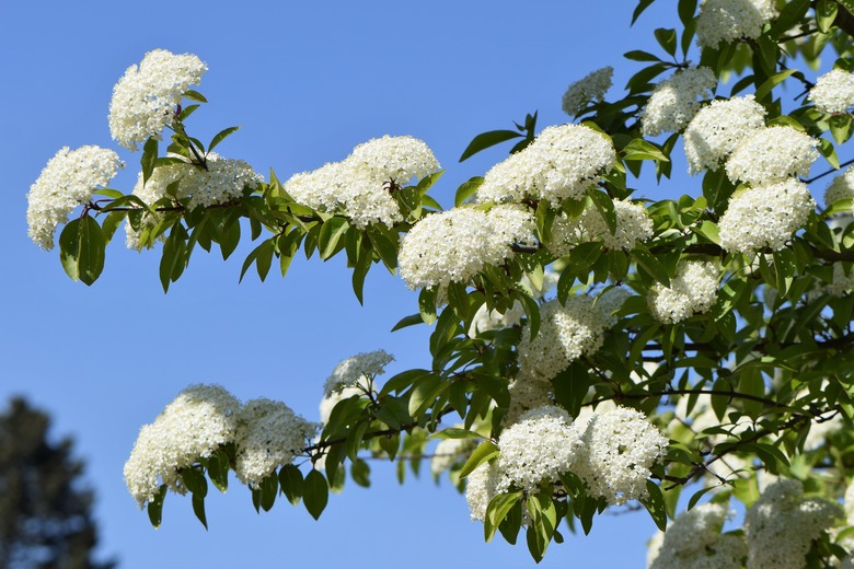 The white blooms of the blackhaw viburnum Viburnum prunifolium shine in the sun.