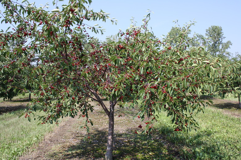 A sour cherry tree Prunus cerasus