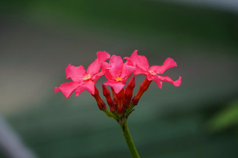 A close-up of some pink Madagascar palm plant Pachypodium baronii flowers.