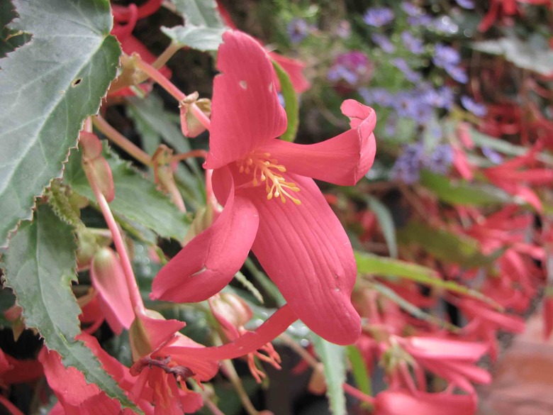 A close-up of some light red dragon wing begonias Begonia boliviensis.