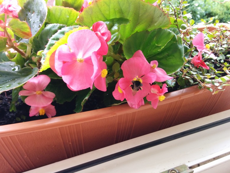 A bumblebee checking out some pink wax begonias Begonia x Semperflorens-cultorum.