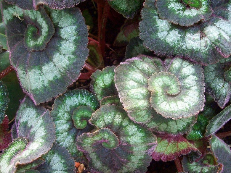 A top-down shot of some metallic-looking rex begonias Begonia × rex-cultorum.