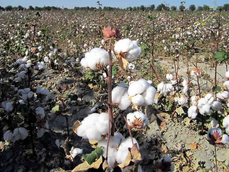 A field of mature cotton bolls ready for harvest.
