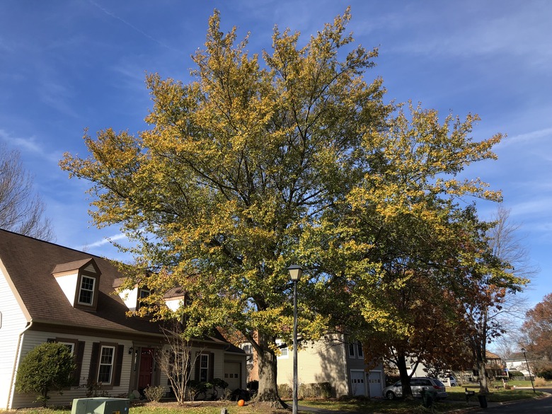 A majestic water oak Quercus nigra in the front lawn of a home.