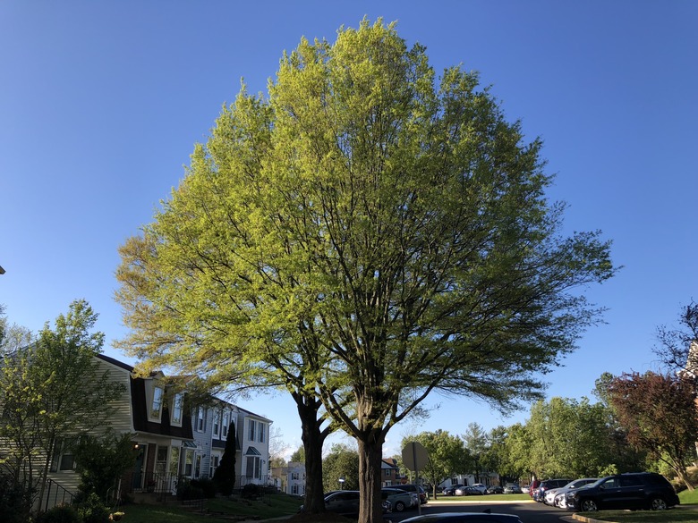 A gorgeous willow oak Quercus phellos with young leaves in spring.