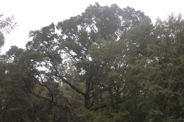 A massive swamp laurel oak Quercus laurifolia sways in the breeze.