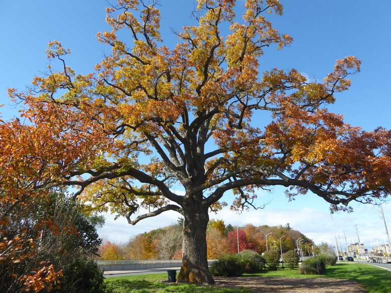 A white oak Quercus alba with vibrant yellow