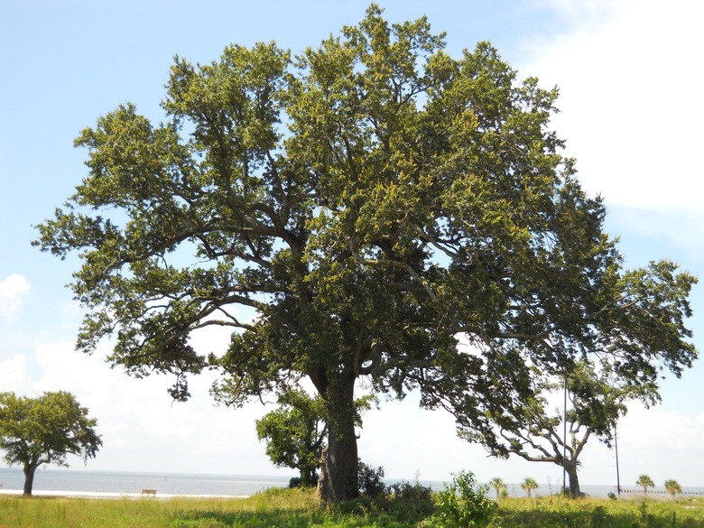 A large and robust live oak tree Quercus virginiana grows along the shore.