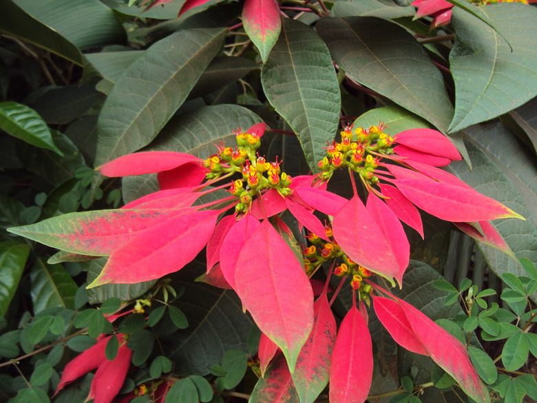 A bright red and green poinsettia Euphorbia pulcherrima bloom.