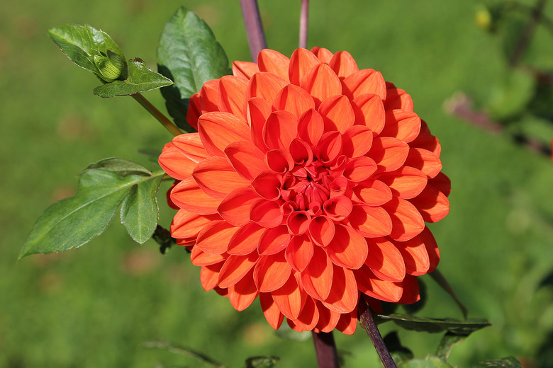 A radiant orange dahlia Dahlia pinnata in full bloom.
