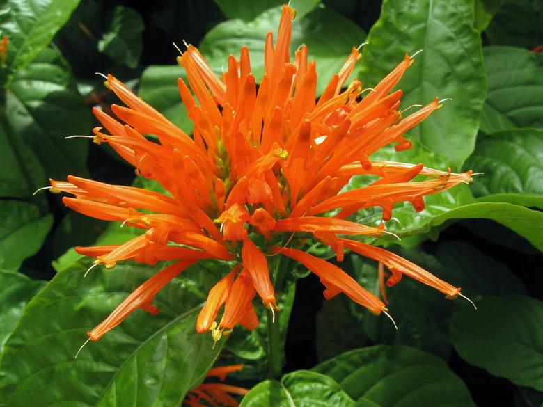 A bright orange Mexican honeysuckle Justicia spicigera bloom at the Phipps Conservatory in Pittsburgh