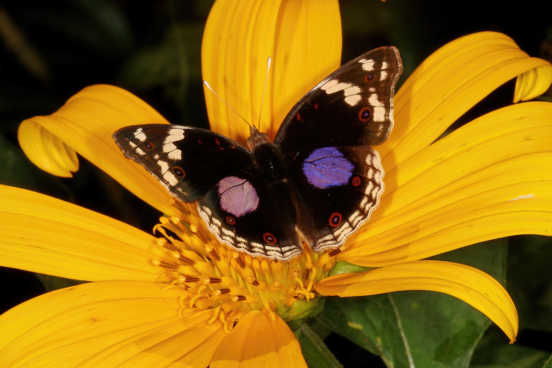 A blue pansy butterfly Junonia oenone visiting a yellow Mexican sunflower Tithonia diversifolia bloom.