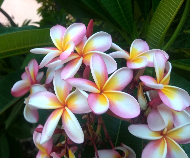 Very colorful blooms of a frangipani Plumeria rubra flower in white