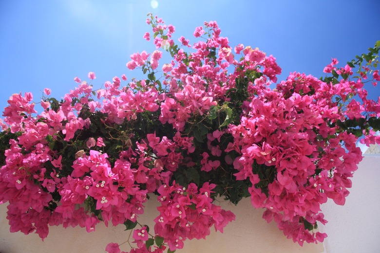 Bright pink bougainvillea growing along a wall.