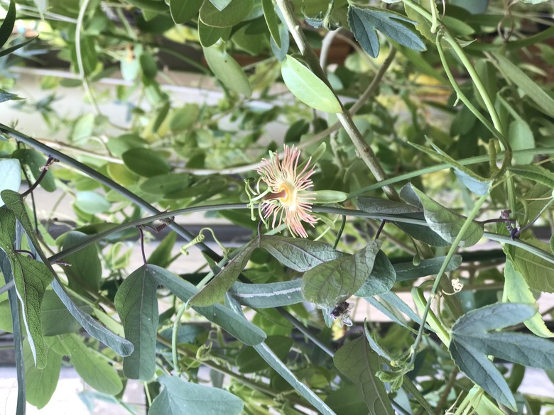 An intricate Mexican passionflower Passiflora mexicana bloom.