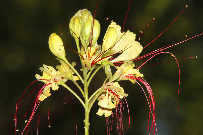 An elaborate yellow and red Mexican bird of paradise Caesalpinia mexicana bloom.