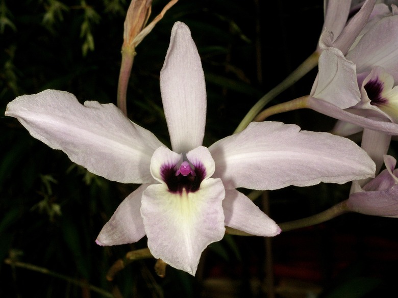 A white flor de la concepción Laelia rubescens blossom with a dark purple center.