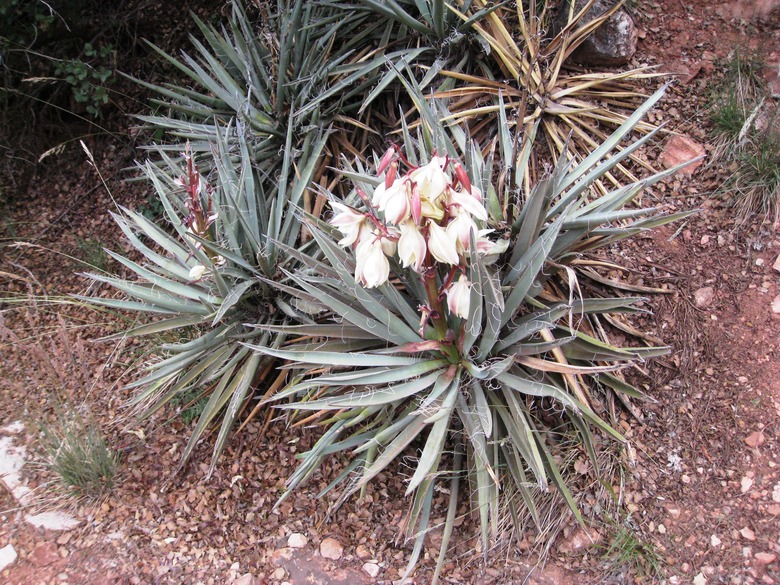 Flower stalks of the banana yucca Yucca baccata in bloom in Luna County