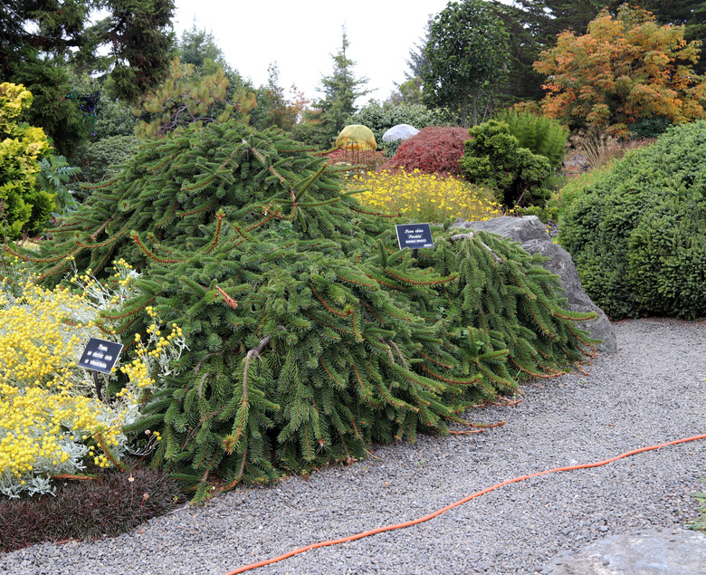 A weeping Norway spruce Picea abies 'Pendula' at Mendocino Coast Botanical Gardens in Fort Bragg