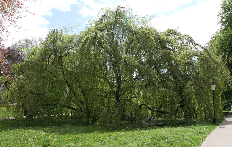 A massive weeping beech Fagus sylvatica 'Pendula' on a bright