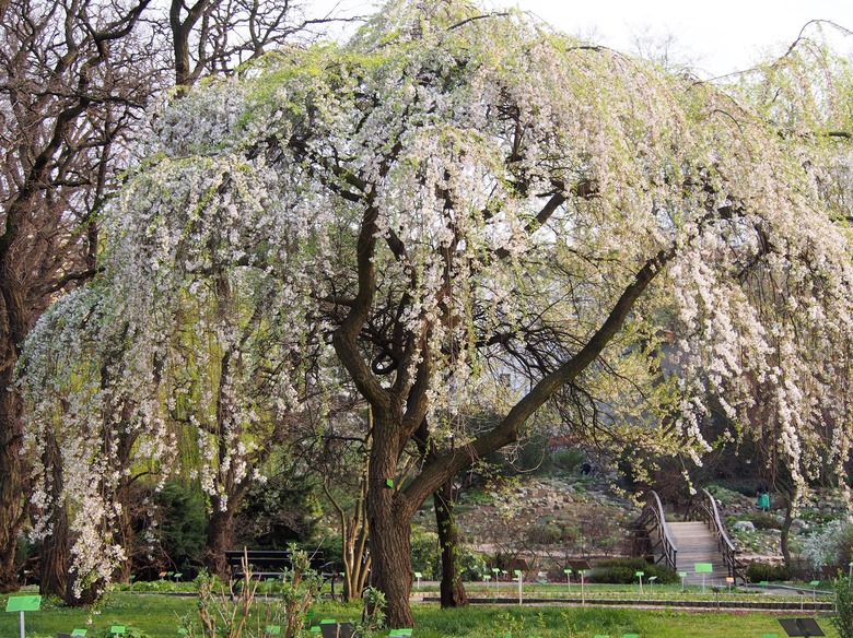 A 'Pendula' weeping cherry Prunus subhirtella 'Pendula' tree.