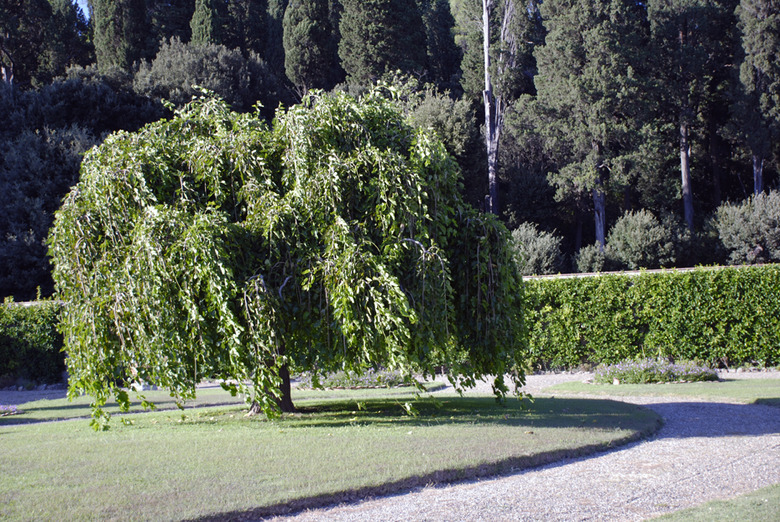A 'Pendula' weeping white mulberry Morus alba 'Pendula' in Florence