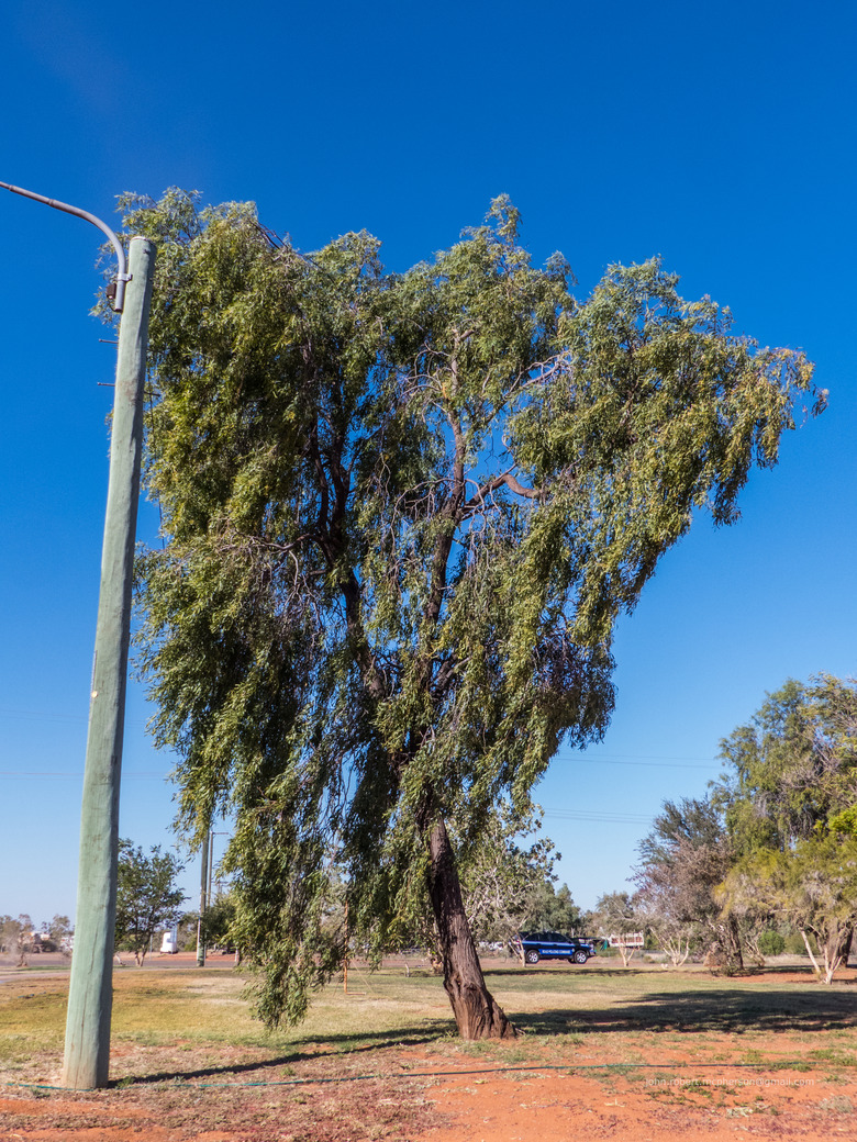 A weeping myall Acacia pendula swaying in the wind.