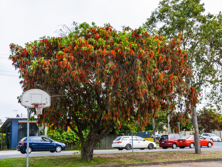 A beautiful weeping bottlebrush Melaleuca viminalis tree growing near a basketball court.