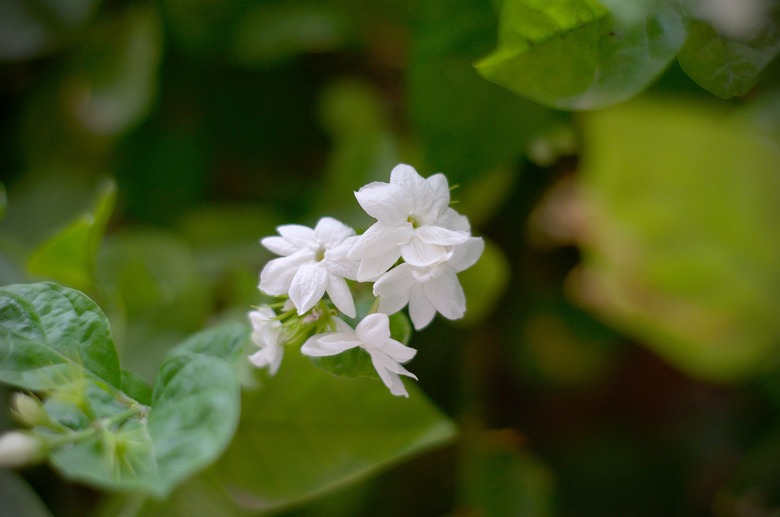 A few tender white flowers from an Arabian jasmine Jasminum sambac plant.