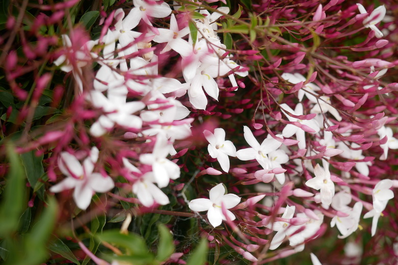 A close-up of the pink buds and white flowers of pink jasmine Jasminum polyanthum.