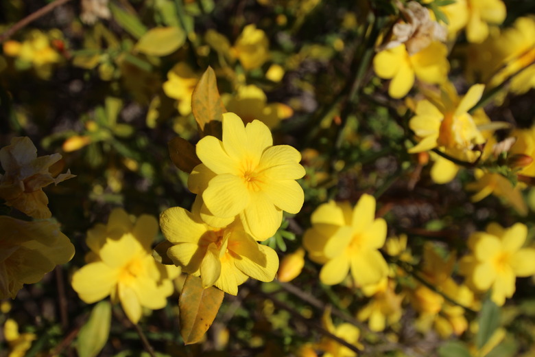 A healthy primrose jasmine Jasminum mesnyi plant flush with yellow flowers.