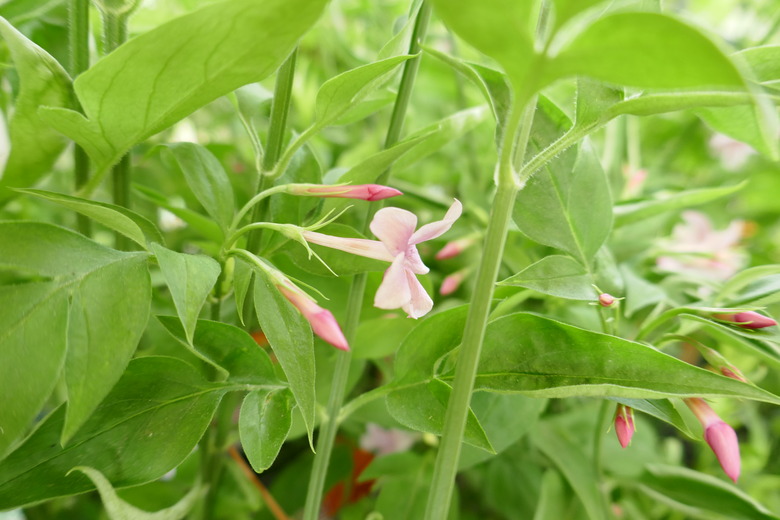 A few small pink buds and one flower of Stephan jasmine Jasminum x stephanense.