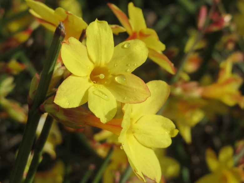 A close-up of some lovely yellow winter jasmine Jasminum nudiflorum flowers.
