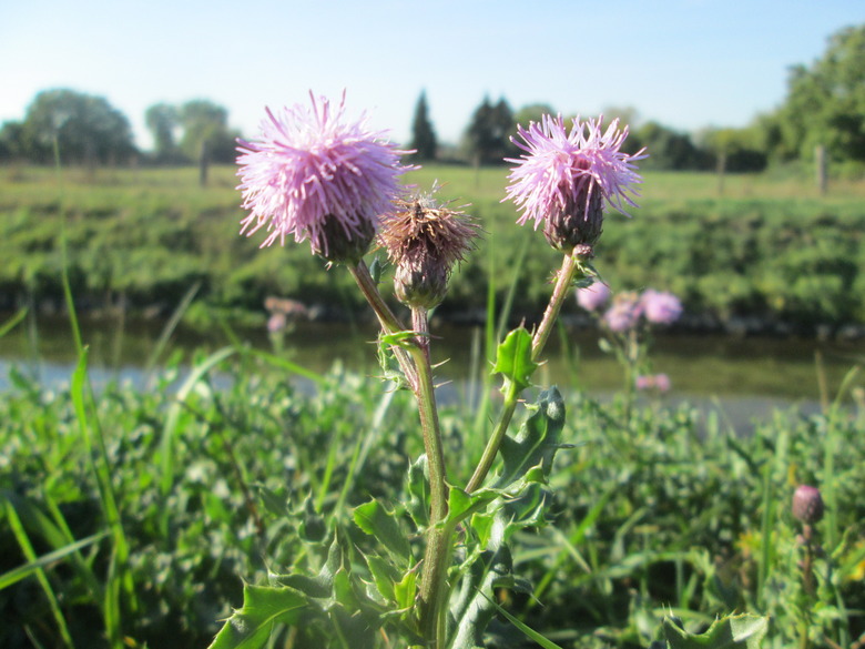 Pick blooms of the Canada thistle Cirsium arvense popping up near a water source.