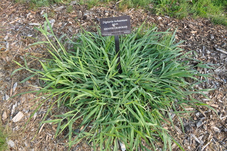 Smooth crabgrass Digitaria ischaemum growing in the dirt with a cute little identification sign sticking out of it.