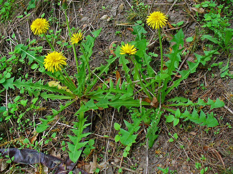 Two dandelion weeds sprouting out of the ground.