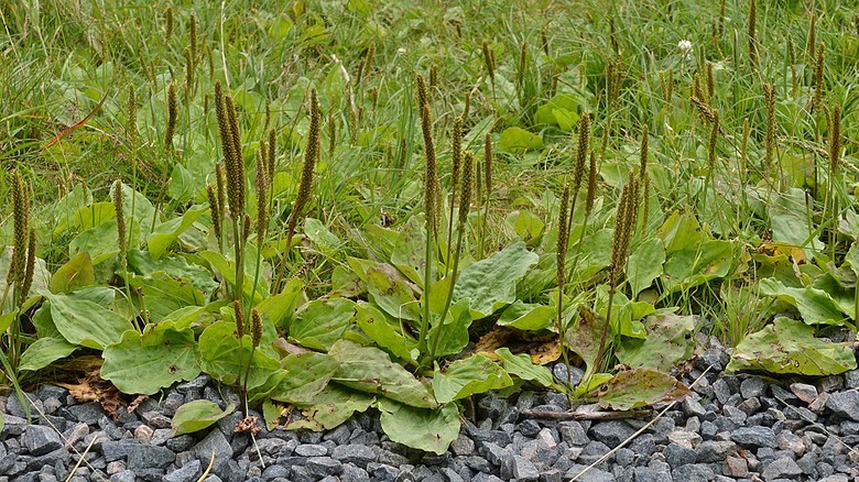 Lots of broadleaf plantain Plantago major weeds popping out of the gray rocks.