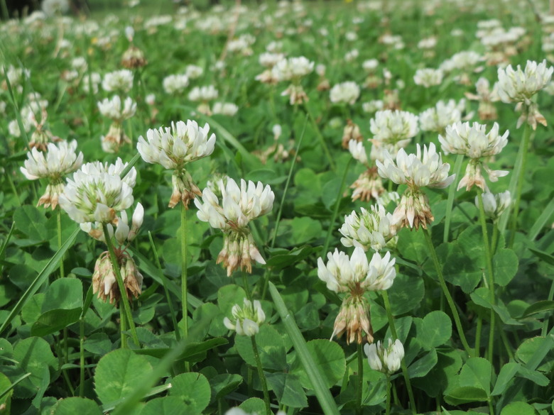 White blooms of Trifolium repens span the entire frame.