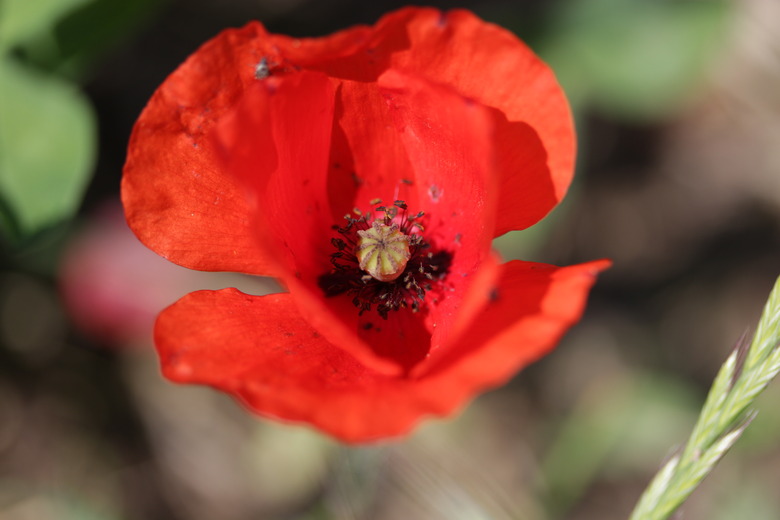 A delightful red Flanders poppy Papaver rhoeas in bloom.