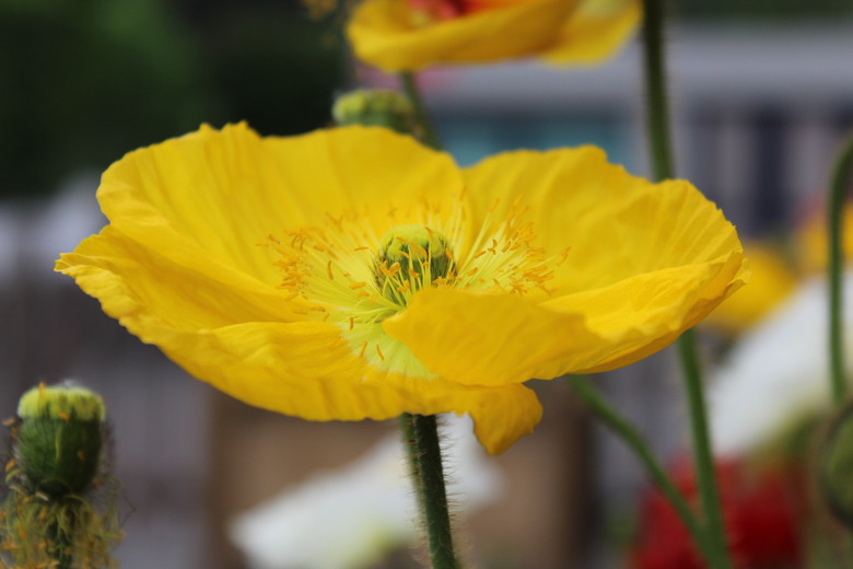 A wonderful yellow Iceland poppy Papaver nudicaule in bloom.