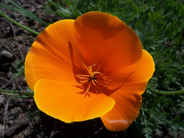 A close-up of a dynamically orange California poppy Eschscholzia californica flower.