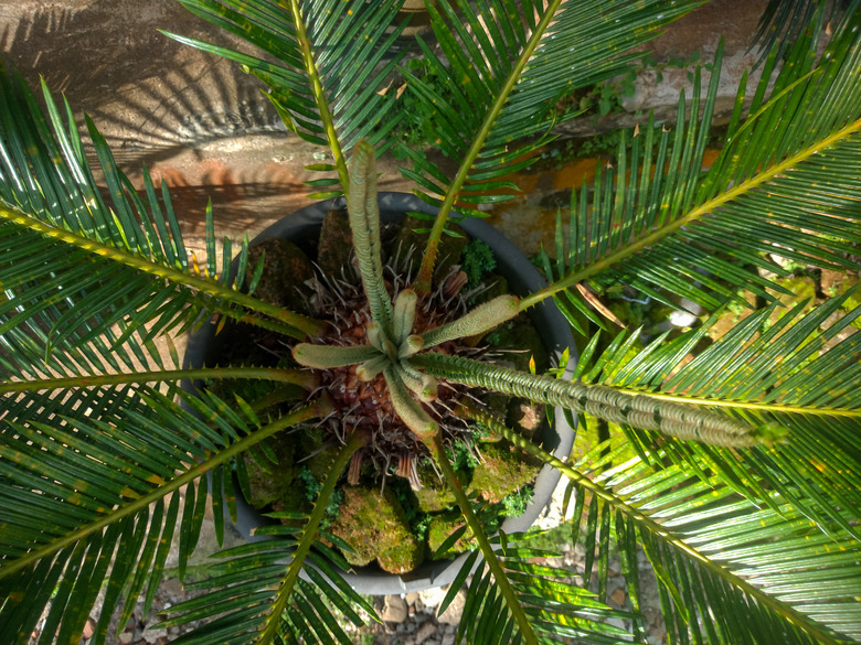 A top view of a sago palm tree Cycas revoluta in a pot.