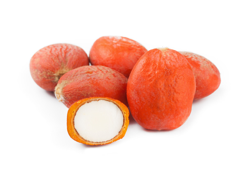 A few seeds of a sago palm tree Cycas revoluta