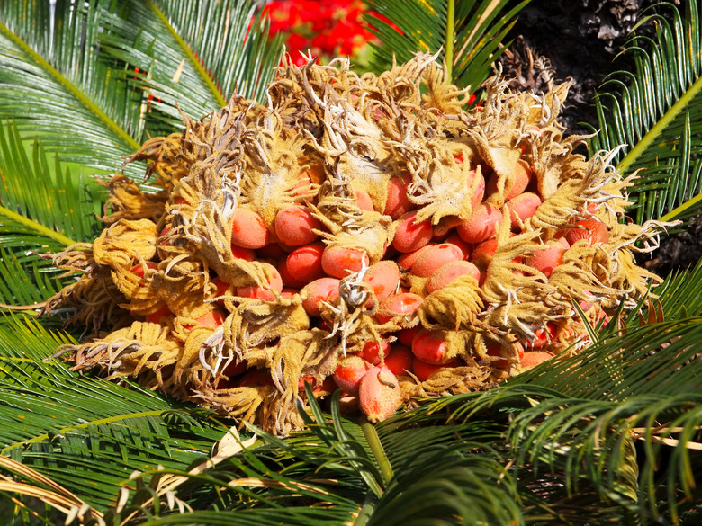 A bevy of fruits of from a sago palm tree Cycas revoluta.