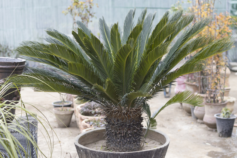 A large sago palm Cycas revoluta in an even larger pot.